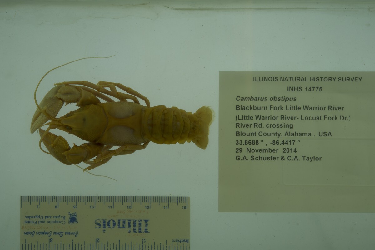 Cambarus (Depressicambarus) image